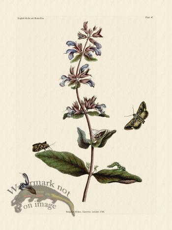 Wilkes Butterflies 047